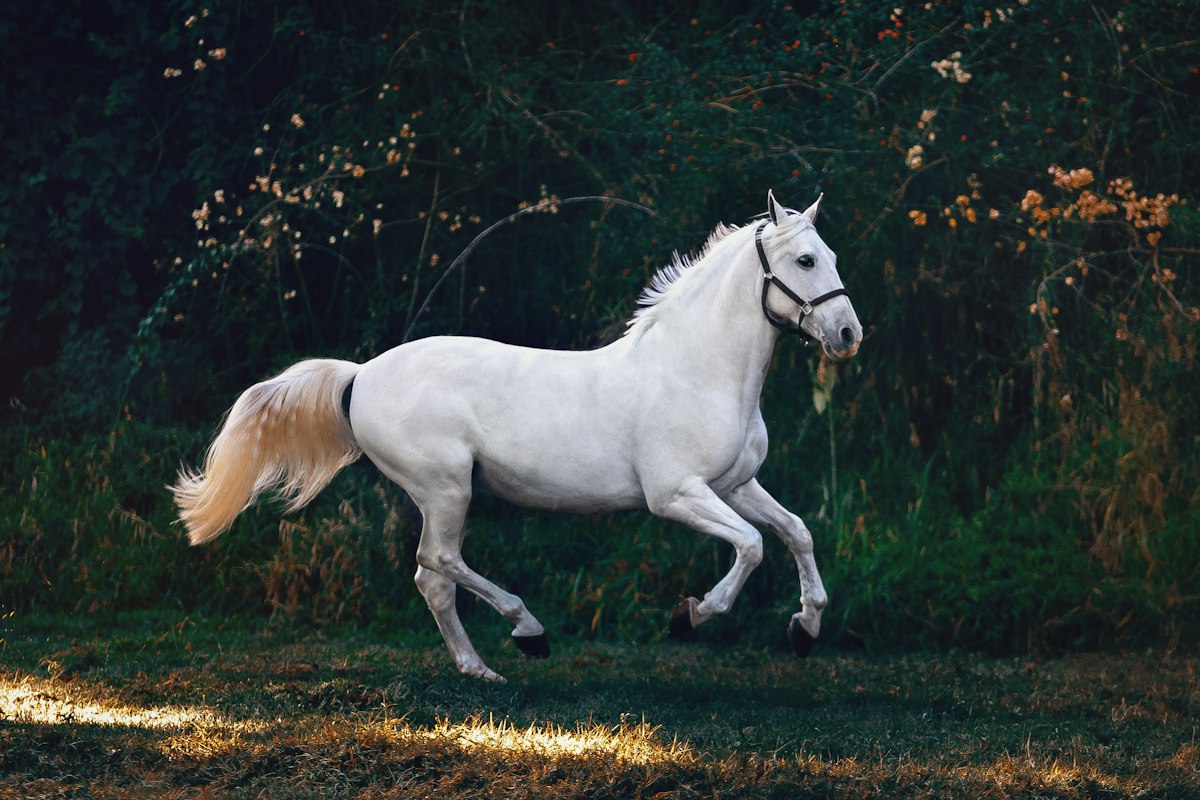 A grey horse in a quiet moment